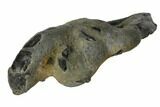 Fossil Mud Lobster (Thalassina) - Australia #109293-2